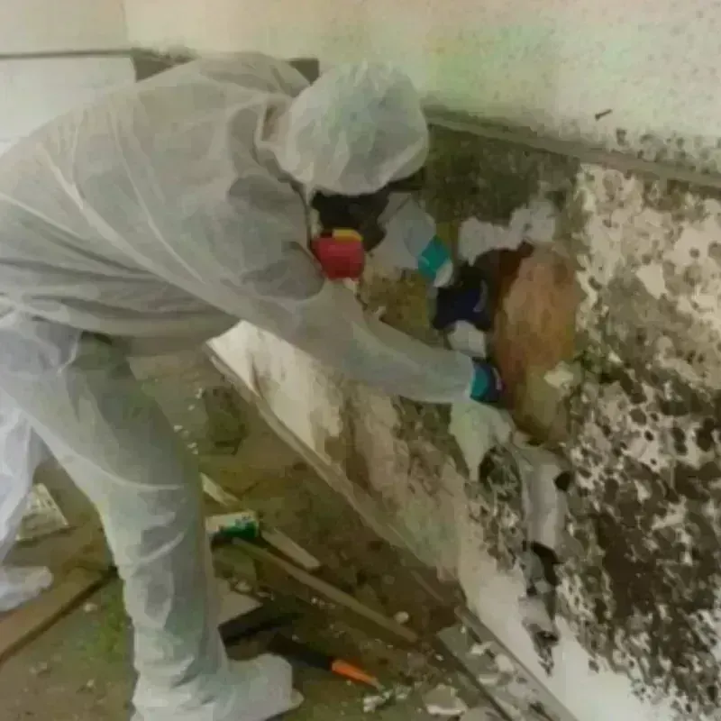 Mold Remediation and Removal in Reading, OH